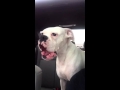 Boxer dog mad at me about leaving the dog park