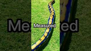 The Longest Snake