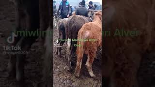 İmişli Mal Bazarında Alver
