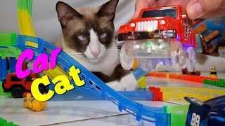 Cats Vs Racing Cars 8K Video