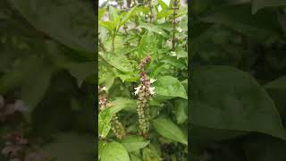 தரநறறப பசசல - Sweet Basil