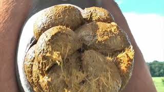 Horses Pooping
