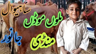 Mllomod Mandi Sahiwal Cow For Sale New Video Update