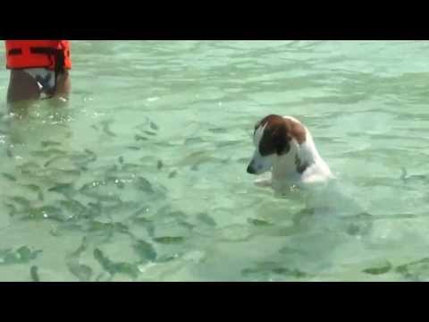 собака ловит сома в бассейне видео собака ловит сома в бассейне видео