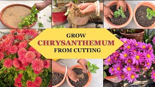 How To Grow Chrysanthemum From Cutting ? Best Season To Grow Guldaudi