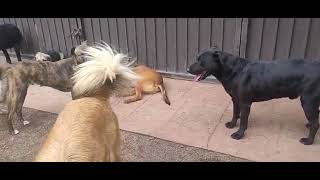 Mimiski With Dogs