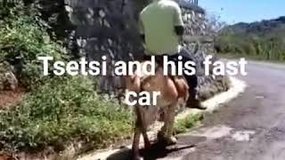 Tsetsi Fast Car