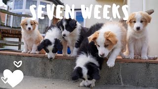 Download lagu Day in the life with seven week old border collie puppies
