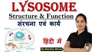 Lysosome Structure And Function Cell Organelles Anatomy Lecture By Manisha Maam