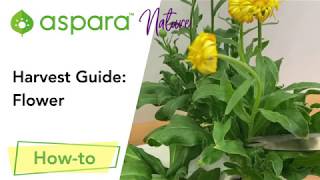 Harvest Guide: Flower