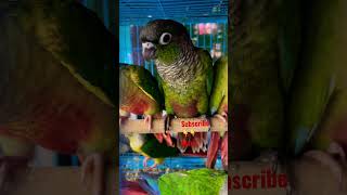 Green Chick Conure Funny Face Parrot