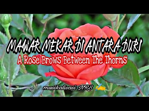 MAWAR MEKAR DI ANTARA DURI, a Rose Brows Between The Thorns || #musikalisasipuisiterbaru #mawar