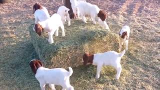 Baby Goats Playing, Running and Jumping Compilation