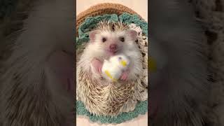 Quieres Tener Un Erizo? Visita Erizoomexico
