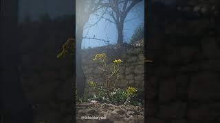 Güneş Ve Çiçek Kuytuda Yalnız Bir Çiçek