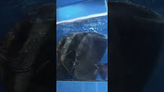 Mma Shorts Batfish Bat Fish Platax Teira Platax Orbicularis