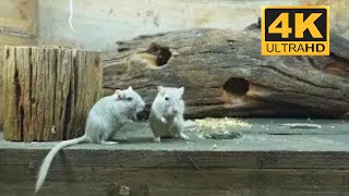 Cat Tv Mouse Real Mice Climbing & Exploring Maze 4K Video For Cats To Watch