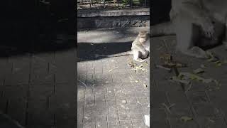 Boss Monkey Khỉ Đại Ca Chà Bá Lửa