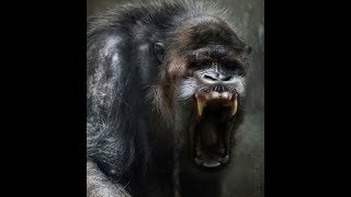 World Bigfoot Radio Wendigo And Gugwe, Northern Cryptid Horrorsgrant Brunetta