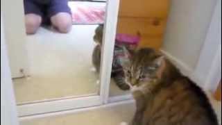 Ahah Cat Attacks At Himself In The Mirror