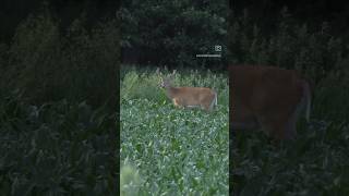 Bill Winke Gives His Input On Sanctuary For Deer View The Video On Our Channel