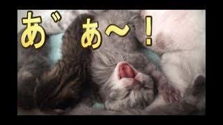【猫好き】あ゛ぁ~!(スコティッシュフォールド)《funny cats》