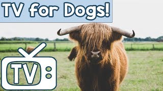 DOG TV: TV for Dogs to Watch and Relax to! Relaxing Nature TV Combined with Music to Calm Dogs!