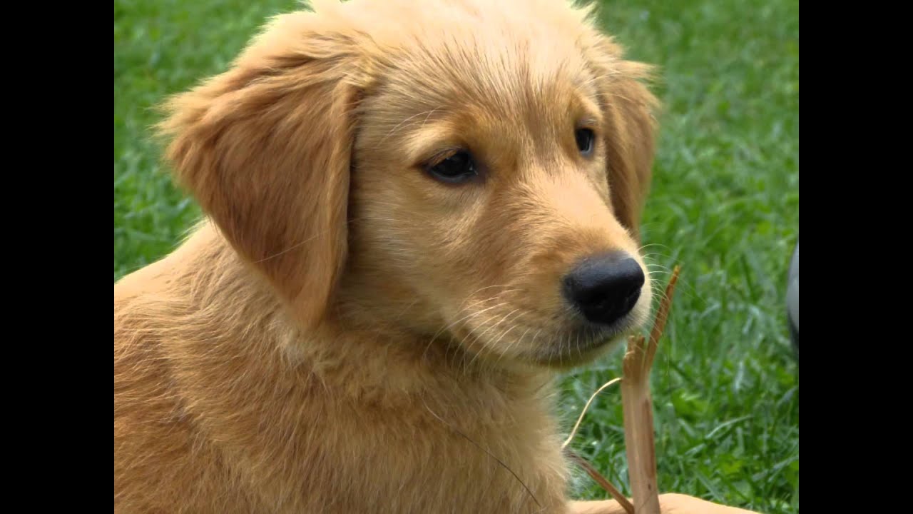 cheerio golden retrievers golden retriever on golden retriever cinsi k 246 peklerin 214 zellikleri cheerio golden retrievers golden retriever on golden retriever cinsi k 246 peklerin 214 zellikleri