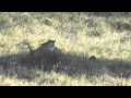 Male lion over kill in the Serengeti and Leopard and cubs