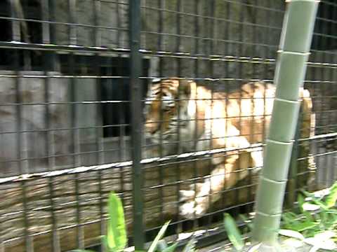 野毛山動物園のトラ