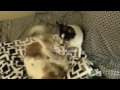 Utdf Underground Toy Dog Fighting images Utdf Underground Toy Dog Fighting
