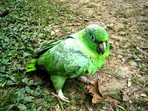 Carolina Mealy Parrot Giggling In Inti Wara Yi Aviary Wild Animal Refuge Bolivia