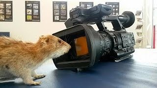 Farelerle Mücadelede En Etkili Yöntem - Futuris