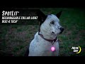 SpotLit® Rechargeable Collar Light - Disc-O Tech™
