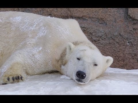 少しだけふたりきりの部屋~Pair of Polar Bear