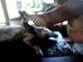 video 2013 12 21 11 53 17