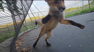 Fox Pups Pouncing On A Trampoline