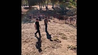 How To Catch An Ostrich