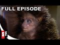 The Storyteller: Season 1 Episode 1 - Hans My Hedgehog | Full Episode
