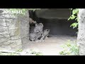 Three Snow Leopard Cubs Born at Zoo Basel
