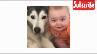 FUNNY DOGS, prepare yourself to CRY WITH LAUGHTER!!! - Best DOG compilation VIDEOS
