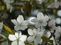 旧芝離宮恩賜庭園のさくら