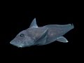 The pointy-nosed blue ratfish Hydrolagus trolli