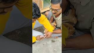 Murgiyon Ko Lasota Vaccine Kaise De 1M View