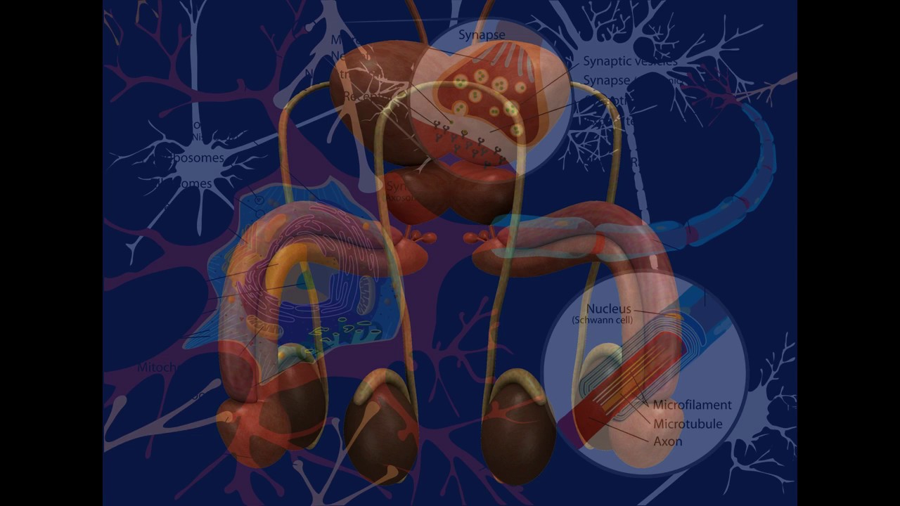 Binaural orgasm streaming