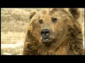 Brutus, the pet grizzly bear