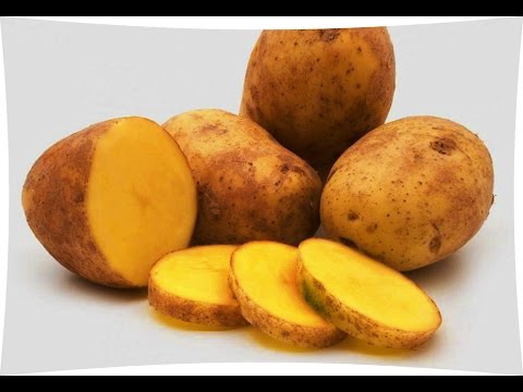 Почему картофель после подмораживания становится сладковатым Почему картофель после подмораживания становится сладковатым