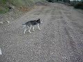 SIBERIAN HUSKY wolf paseando
