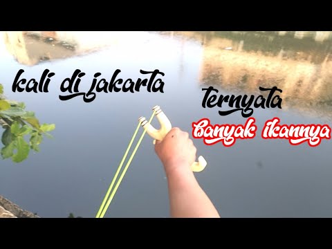 Ketapel Ikan-Mudahnya Cari Ikan Di Kali Jakarta
