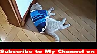Try Not To Laugh Challenge - Funny Cat & Dog Vines compilation 2018 - Funny Cats Vine Compilation